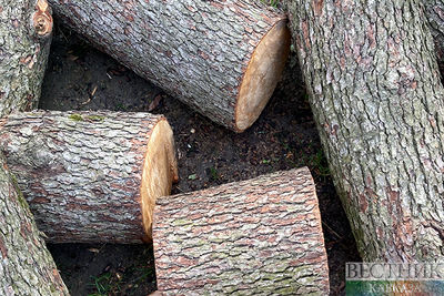 Высокий спрос на дрова в Германии активизировал аферистов