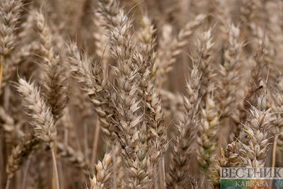 Минсельхоз РФ: Россия готова заместить поставки украинского зерна