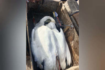 Мужчину, убившего краснокнижных белых лебедей, поймали в Акмолинской области