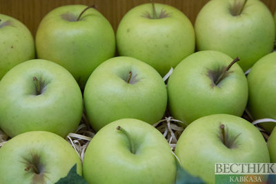 Садоводы Ставрополья соберут рекордный урожай яблок