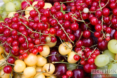 Цех переработки плодов и ягод заработает в Сергокалинском районе в следующем году
