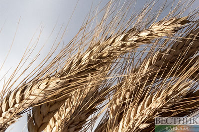 &quot;Зерновая сделка&quot; России и Турции снизила цены на пшеницу