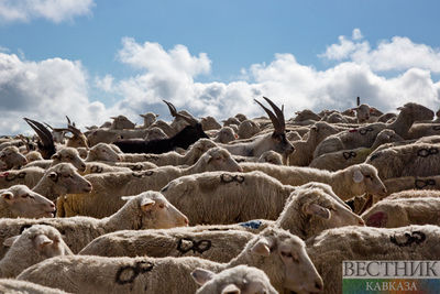 В Казахстане насчитали 19 млн овец