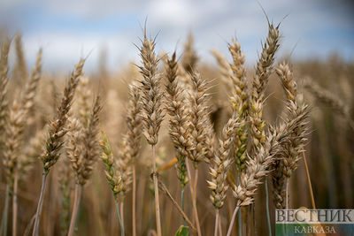 Россия готова продлить зерновую сделку лишь на два месяца