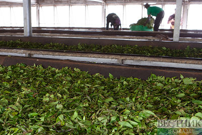 Кубанских чаеводов обязали вернуть государству 3,9 тысяч гектаров земли