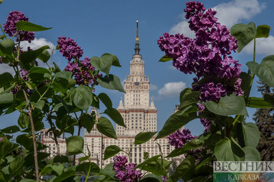 Сирень цветет в Москве