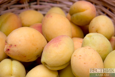 Грозы и град перебили часть урожая абрикосов в Дагестане