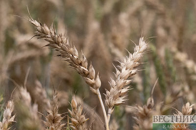 ООН продолжает обсуждать с Россией продление зернового соглашения