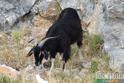 Дагестанские козы стали добычей спасателей