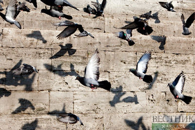 Возле городского пруда в Назрани произошла массовая гибель птиц