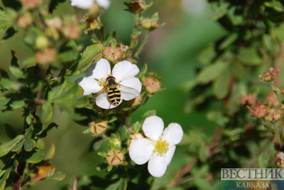 Аллергия на укусы пчелы и осы: врач дал советы
