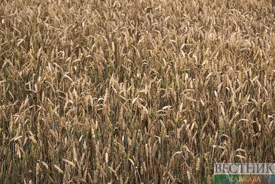 Турция и НАТО обсудили шаги для восстановления зерновой сделки