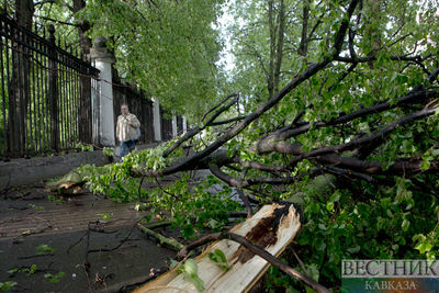 Сильный ветер в Тбилиси: повалены деревья и повреждены ЛЭП