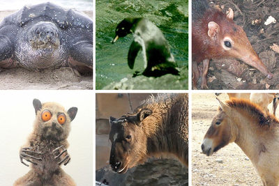 6 самых редких животных в мире: где их увидеть