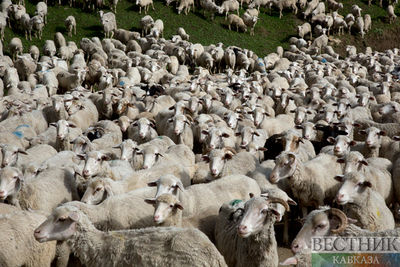 Поезд переехал отару овец в Дагестане