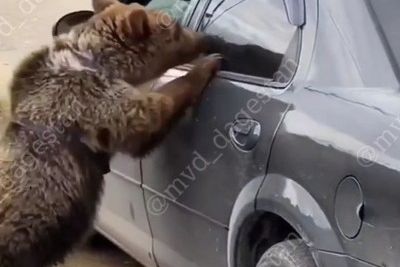 Медвежонка поймали на улице в Каспийске