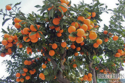 Абхазские мандарины: Россия нарастила экспорт &quot;оранжевого золота&quot;