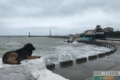 200 млн рублей - в Сочи оценили ущерб пляжам после шторма