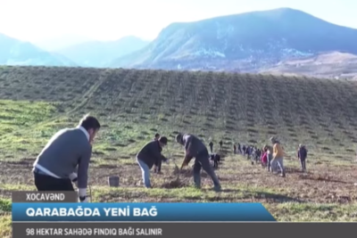 Азербайджан закладывает ореховые сады в Ходжавенде