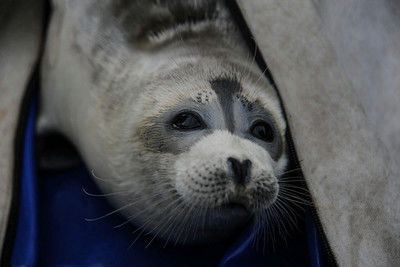 Каспийские тюлени в Дагестане оказались на грани исчезновения