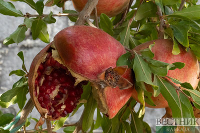 Ту би-Шват: как празднуют еврейский новый год фруктовых деревьев?