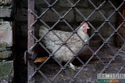 Птичий грипп угрожает поднять цены на яйца на Ставрополье