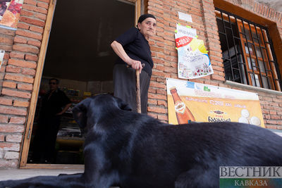 Проблему бездомных собак и кошек будут решать гуманно в Тбилиси