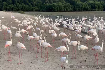 Розовые фламинго временно поселились на Азовском море