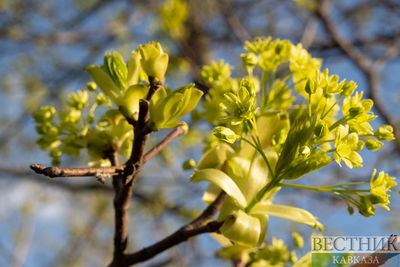 Цветение клена