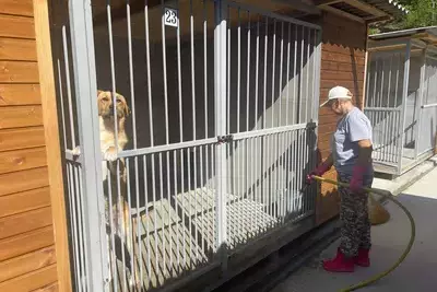 Приют для бездомных собак продолжают строить в Сочи