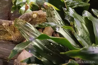 Ресничный геккон-бананоед