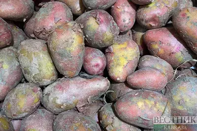 Северная Осетия отличилась в поставках семенного картофеля