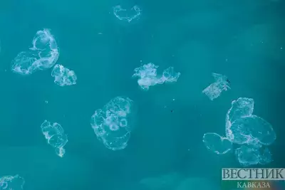 Прибрежные воды Анапы оккупировали полчища медуз