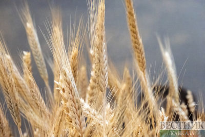 В Ставропольском крае решили создать резервный зерновой фонд
