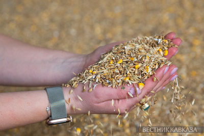 В Северной Осетии урожай зерна может превысить 500 тысяч тонн