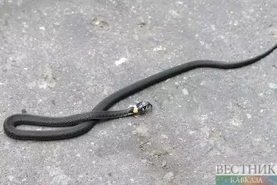 Змею из-под капота машины спасли в Минводах