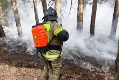 На Дону тушат масштабный лесной пожар - фото