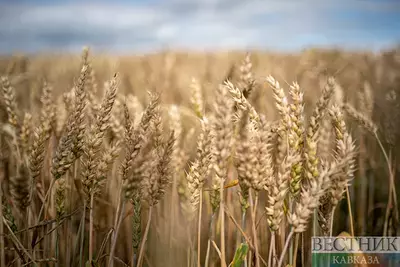 Иран подбирается к десятке крупнейших производителей пшеницы