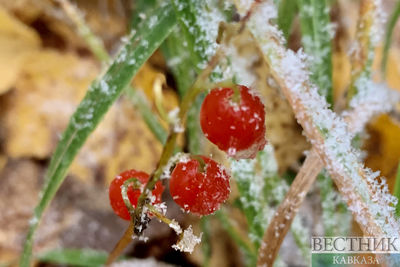 Первые заморозки