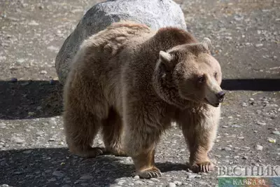 Краснокнижного медведя убили в КБР – идет расследование