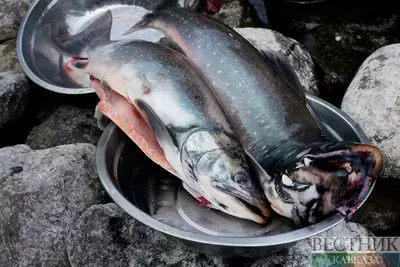 Два кубанских браконьера сетями выловили из реки сотни рыбин