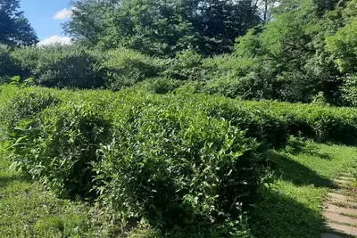 На Кубани снова будут выращивать краснодарский чай