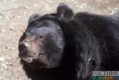 Жителей Нальчика попросили не выходить на прогулку из-за медведя