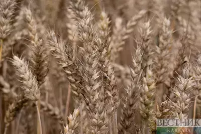 Урожай озимой пшеницы на Кубани попал в российскую Книгу рекордов