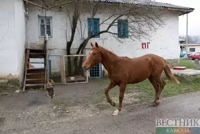 Долги вынудили жителя Дагестана украсть лошадей у друга