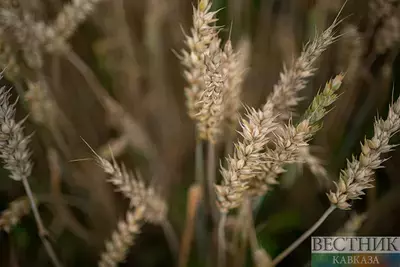 Грузинские фермеры собрали до 6 тыс т зерна к середине лета