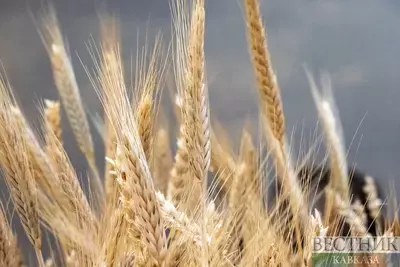 Турция надеется на воскрешение зерновой сделки 