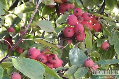 В Карачаево-Черкесии нарастят органические яблоневые сады