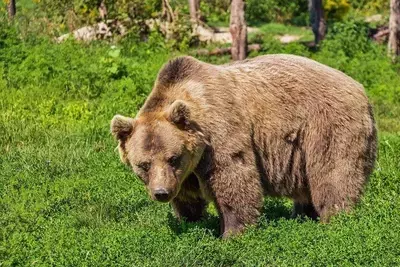 По лесу рядом с курортным Новороссийском разгуливает медведь