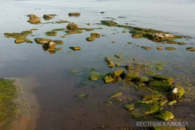 Морские водоросли в Анапе не опасны для отдыхающих